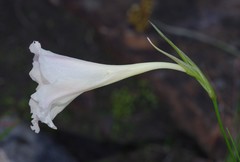 Gladiolus albens