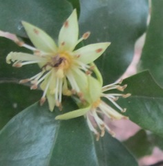 Cassipourea gummiflua