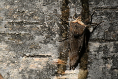 Xylena thoracica