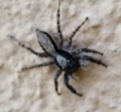 Menemerus taeniatus