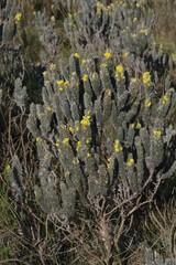 Aspalathus argyrophanes