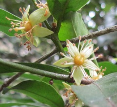 Cassipourea gummiflua