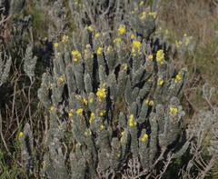 Aspalathus argyrophanes