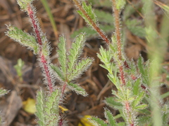 Potentilla pedata