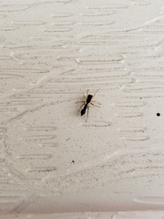 Synemosyna formica