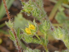 Potentilla pedata