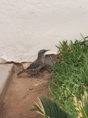 Campylorhynchus brunneicapillus