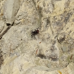 Rhynocoris annulatus