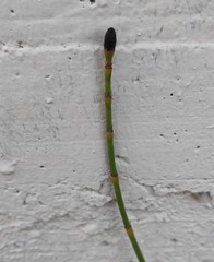 Equisetum ramosissimum