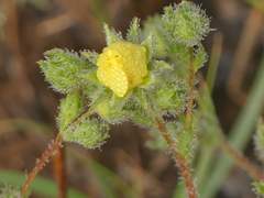 Potentilla pedata