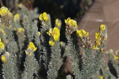 Aspalathus argyrophanes