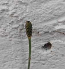 Equisetum ramosissimum