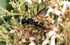 Parancistrocerus pensylvanicus
