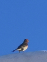 Haemorhous mexicanus