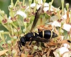 Parancistrocerus pensylvanicus