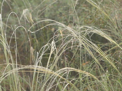 Stipa austroitalica