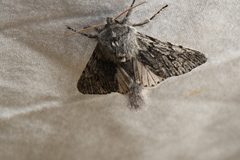 Brachionycha borealis