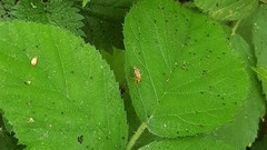 Rhabdomiris striatellus