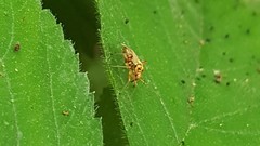 Rhabdomiris striatellus