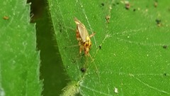 Rhabdomiris striatellus