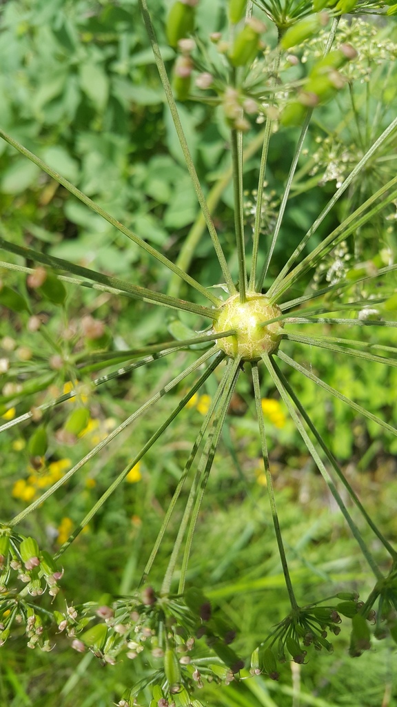 Lasiopterini