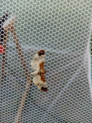 Eupithecia breviculata