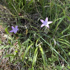 Campanula spatulata