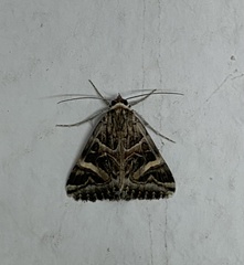 Cerocala vermiculosa