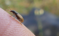 Phyllobius oblongus