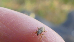 Phyllobius oblongus