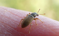 Phyllobius oblongus