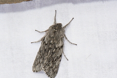 Brachionycha borealis