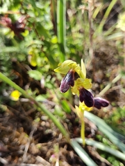Omega Ophrys (Ophrys omegaifera)