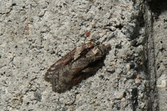 Acleris pulverosana