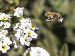 Anthophora pulverosa