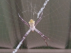 Argiope appensa