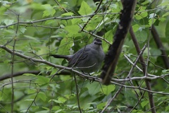 Dumetella carolinensis