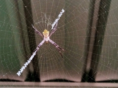 Argiope appensa