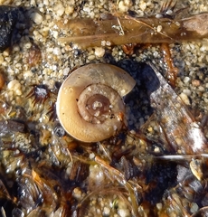 Planorbini