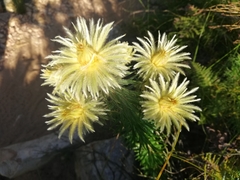 Phylica pubescens pubescens