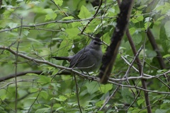 Dumetella carolinensis