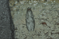 Semioscopis aurorella