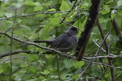 Dumetella carolinensis