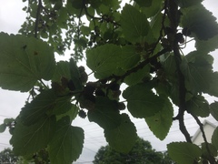 Morus nigra