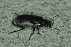 Harpalus