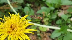 Episyrphus balteatus