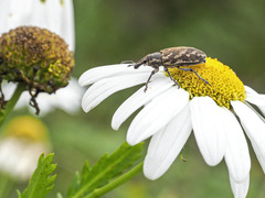 Cyphocleonus armitagei