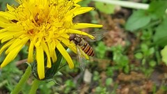 Episyrphus balteatus