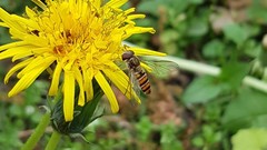 Episyrphus balteatus