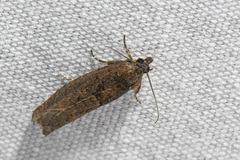 Pseudexentera mali